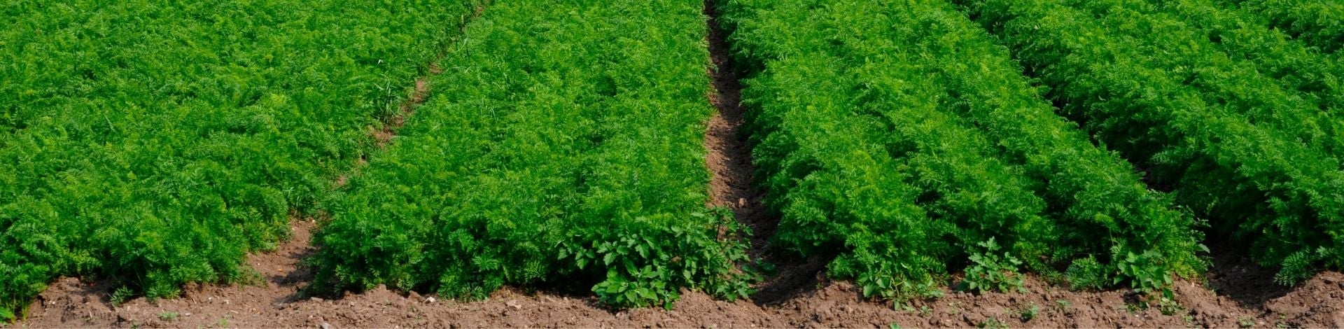 Guida alla coltivazione della carota | ICL Italia