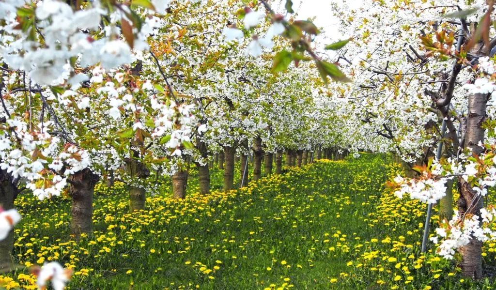 Germogliamento e fioritura intensivi in primavera: i vantaggi della nutrizione fogliare per una fase di elevata richiesta nutritiva.