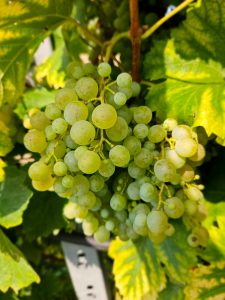 Gli apporti di azoto e potassio ed il reciproco rapporto tra tali nutrienti sono fondamentali e vanno gestiti sulla base della cultivar e dell’obiettivo enologico.