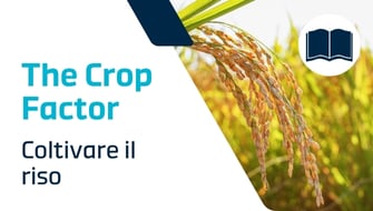 Coltivare il riso: tecniche, gestione dell’acqua e sostenibilità