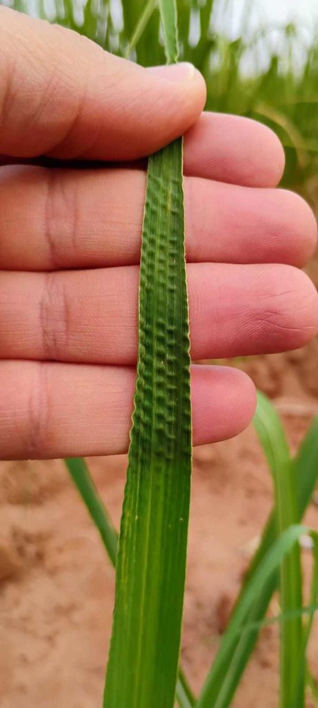 Sintomi visibili di carenza di Boro su canna da zucchero.