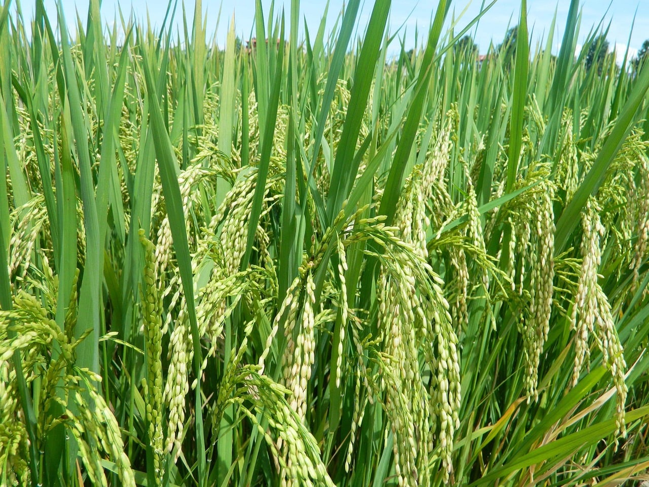 Coltivare il Riso: la guida agronomica completa per i professionisti ...