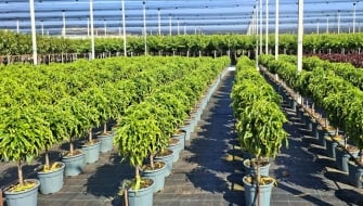 Concimazione delle piante e loro fabbisogno idrico