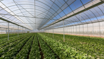La nutrizione delle orticole in serra