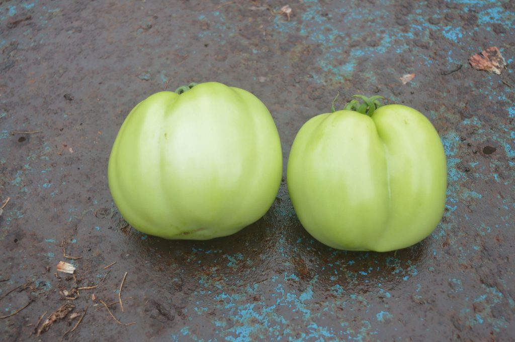 Sintomi visibili di carenza di Boro su pomodoro.