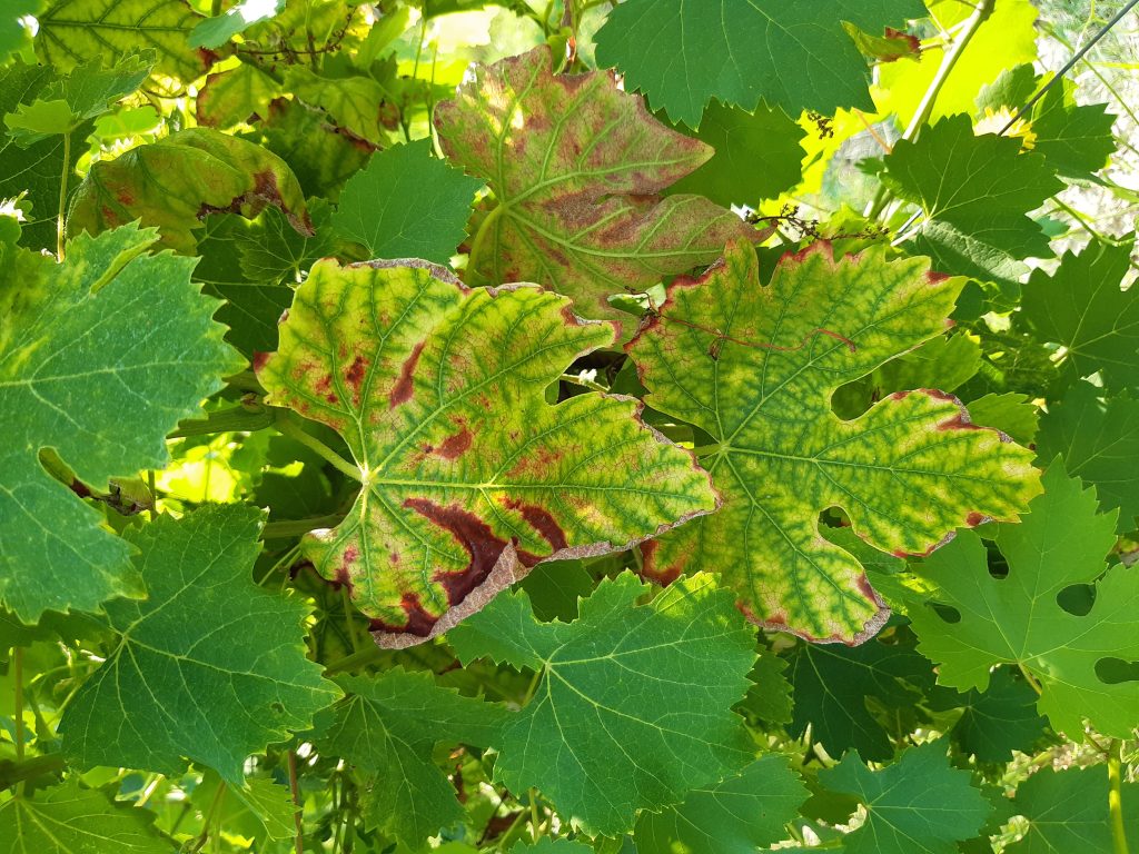 Sintomi visibili di carenza di Boro e Manganese su vite da vino.