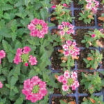 Pianta con carenza nutrizionale di fosforo - Verbena