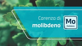 Carenza di molibdeno nelle piante ornamentali: sintomi e cura