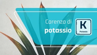 Carenza di potassio nelle piante ornamentali: sintomi e cura
