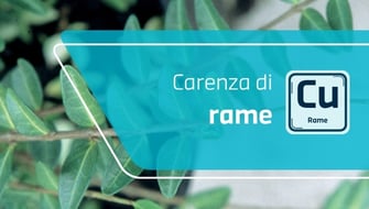 Carenza di rame nelle piante ornamentali: sintomi e cura