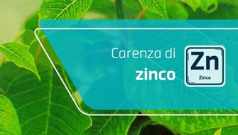 Carenza di zinco nelle piante ornamentali: sintomi e cura