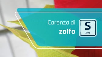 Carenza di zolfo nelle piante ornamentali: sintomi e cura