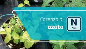 Carenza di azoto nelle piante ornamentali: sintomi e cura