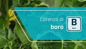 Carenza di boro nelle piante ornamentali: sintomi e cura