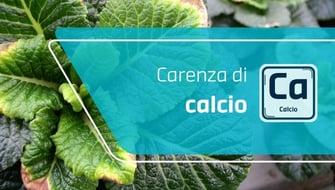 Carenza di calcio nelle piante ornamentali: sintomi e cura