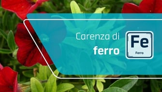 Carenza di ferro nelle piante ornamentali: sintomi e cura