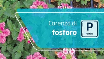 Carenza di fosforo nelle piante ornamentali: sintomi e cura