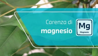Carenza di magnesio nelle piante ornamentali: sintomi e cura