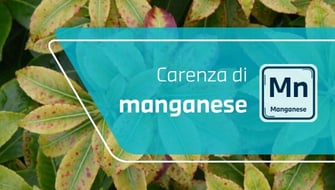 Carenza di manganese nelle piante ornamentali: sintomi e cura