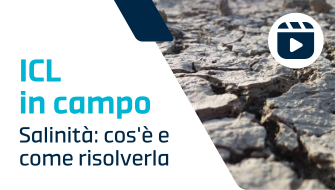 Mitigare gli effetti della salinità è possibile?
