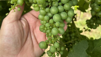 Cause e soluzioni per l’acinellatura su vite