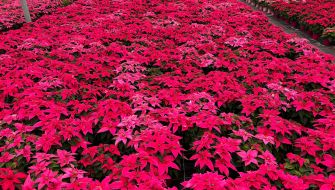 Come concimare la Stella di Natale e evitare carenze nutrizionali