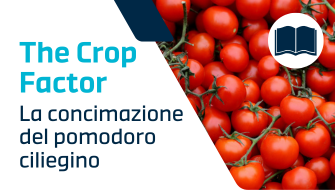 La concimazione dei pomodori ciliegini