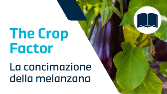 Guida completa alla concimazione della melanzana