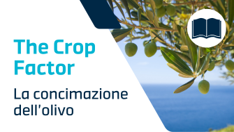 Guida completa alla concimazione dell’olivo