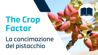 Guida completa alla concimazione del pistacchio