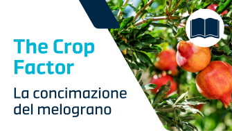 Guida completa alla concimazione del melograno