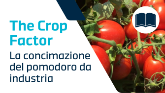 Guida completa alla concimazione del pomodoro da industria