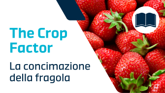 La concimazione della fragola