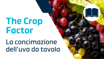 Guida completa alla concimazione dell’uva da tavola