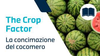 La concimazione del cocomero