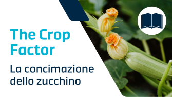La concimazione dello zucchino
