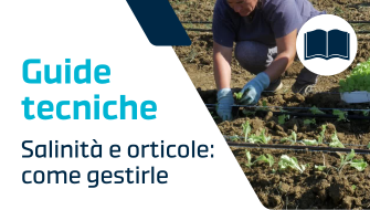 La salinità sulle orticole: i consigli per la gestione