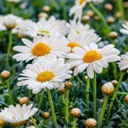 Argyranthemum frutescens