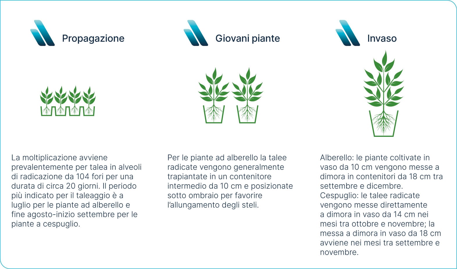 Propagazione e invaso di Argyranthemum frutescens