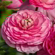 Ranunculus asiaticus