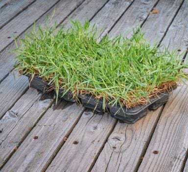 Riparare un prato di macroterme col trapianto di piantine precoltivate o microzolle (plugs)