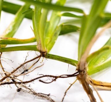 La riparazione di un prato di macroterme tramite stolonizzazione