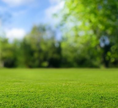 La zollatura di un prato danneggiato di macroterme o di microterme