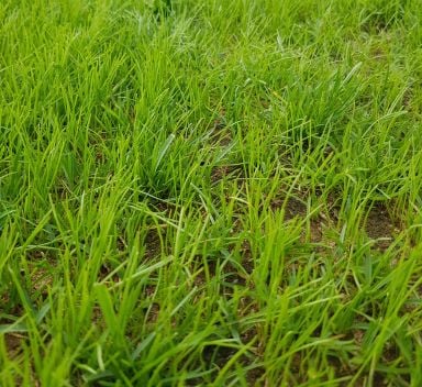 La risemina di un prato danneggiato di microterme o macroterme