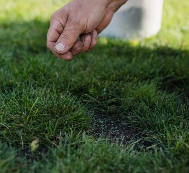 Guida al ripristino dei prati danneggiati: come riparare i danni