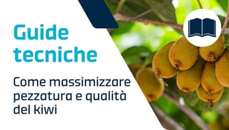 Interventi finali per massimizzare pezzatura e qualità del kiwi