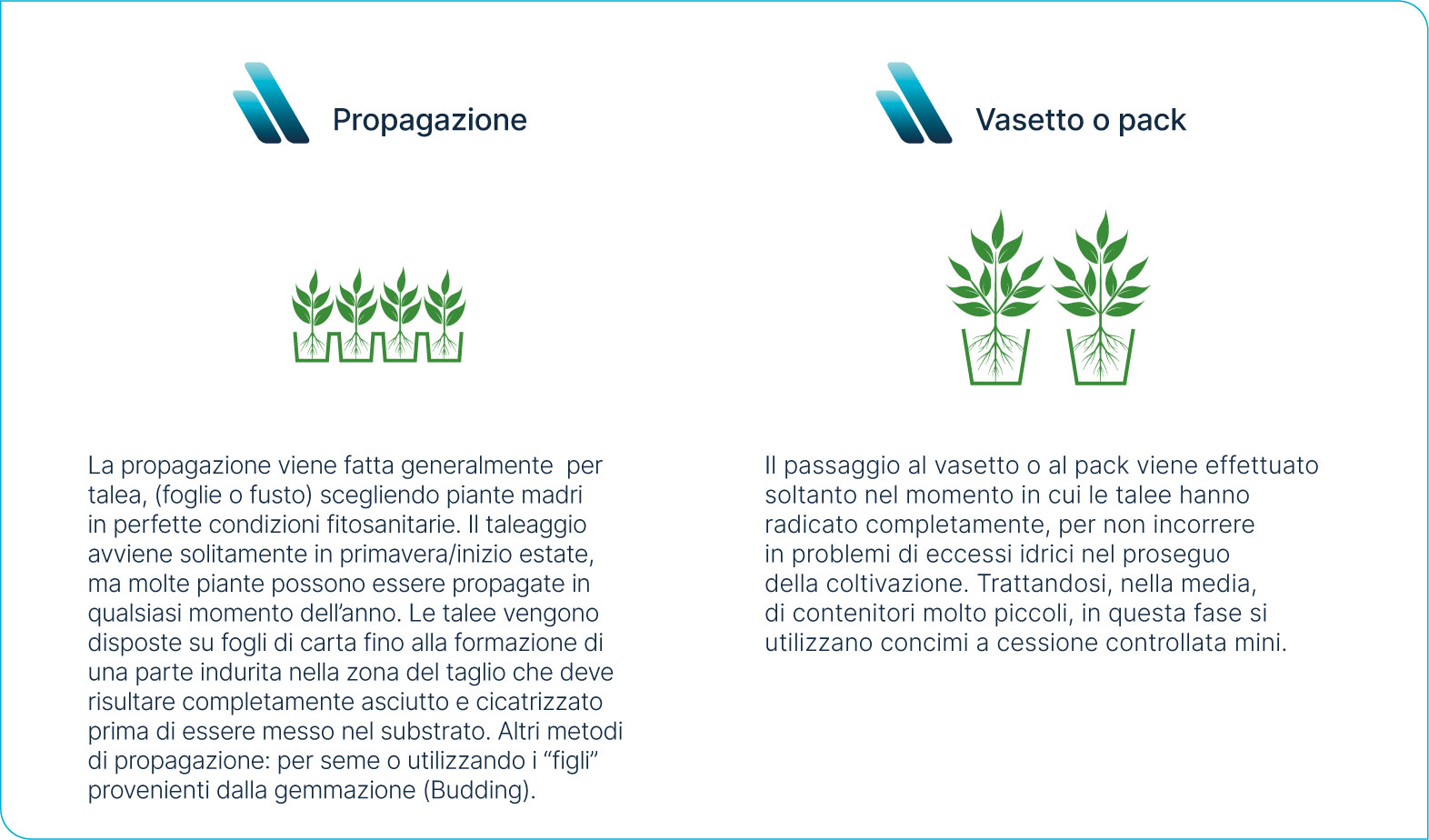 Propagazione e invaso delle Succulente