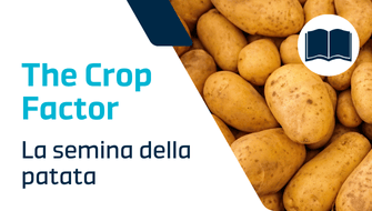 Semina delle patate: guida completa per agricoltori professionisti