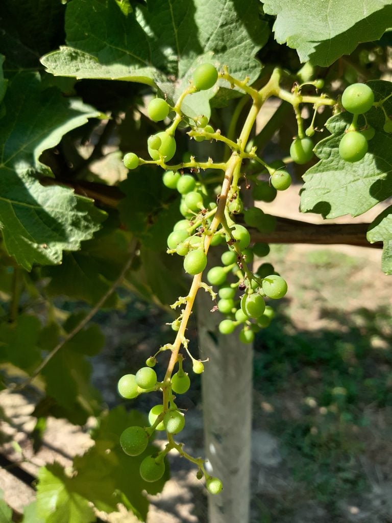Sintomi da carenza di boro sulla vite da vino.