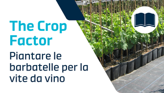 Quando e come piantare la vite: guida completa al trapianto delle barbatelle